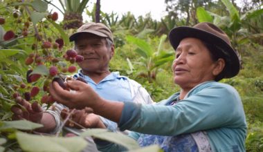 El reto de alimentar el mundo, conversación en el Festival Gabo