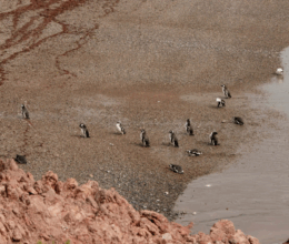 La masacre de los pingüinos: la reconstrucción de un crimen que llegó a un juicio histórico