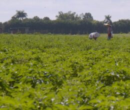 Campo Tóxico: El daño de la exposición a pesticidas en los trabajadores agrícolas