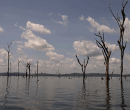 La Amazonía es aquí
