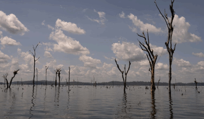 La Amazonía es aquí